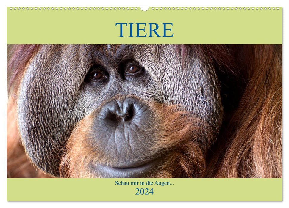 Tiere Schau mir in die Augen (CALVENDO Wandkalender 2024)