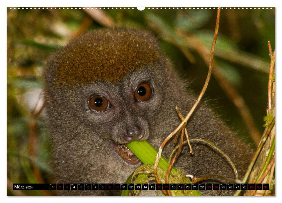 Portraits de lémuriens (Calendrier mural CALVENDO Premium 2024) 