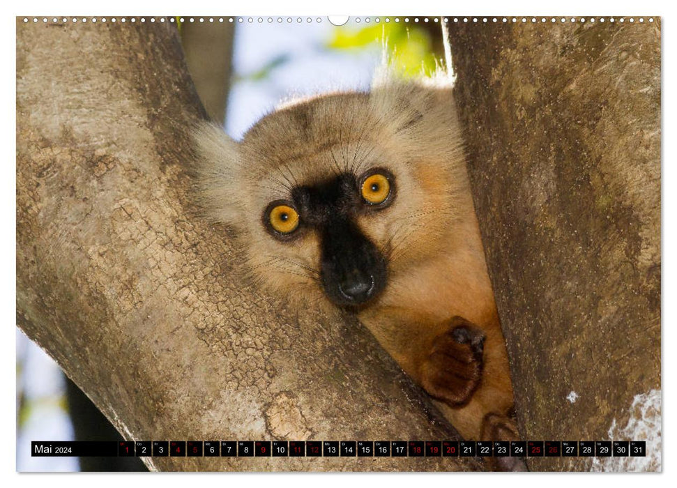 Portraits de lémuriens (Calendrier mural CALVENDO Premium 2024) 