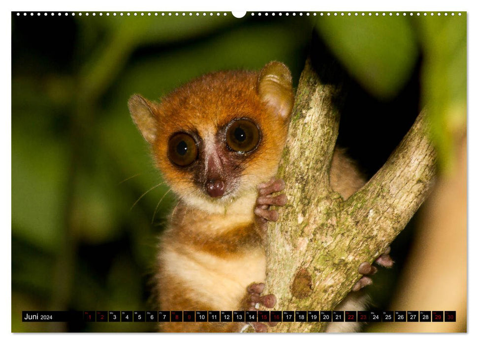 Portraits de lémuriens (Calendrier mural CALVENDO Premium 2024) 