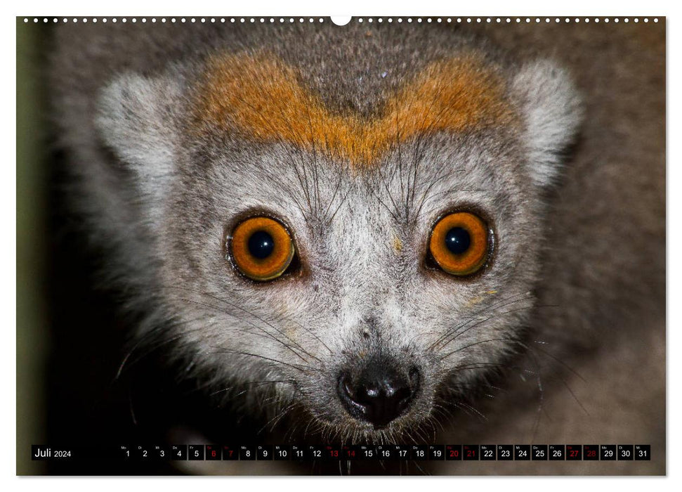 Lemuren Portraits (CALVENDO Premium Wandkalender 2024)