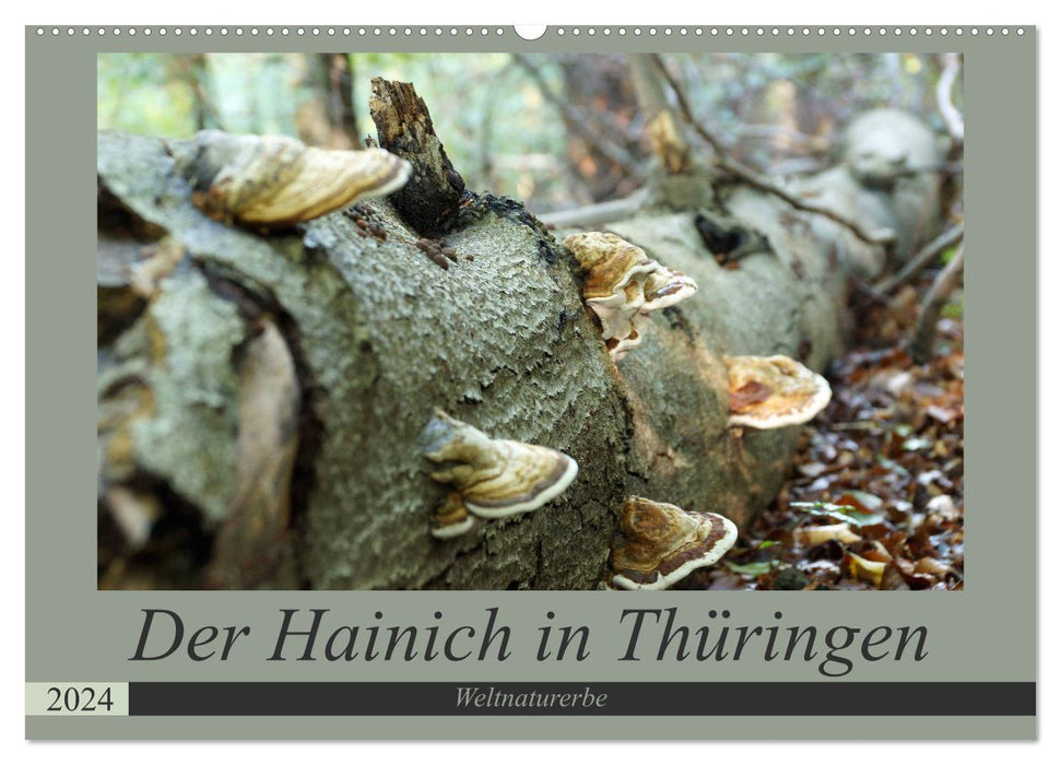 Der Hainich in Thüringen - Weltnaturerbe (CALVENDO Wandkalender 2024)