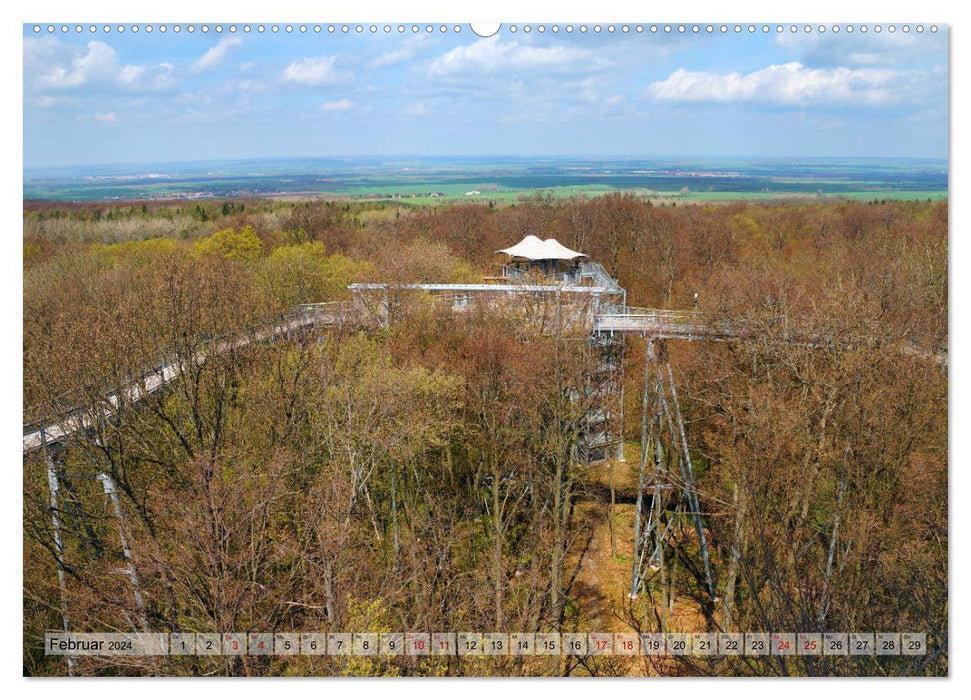 Le Hainich en Thuringe - Patrimoine naturel mondial (Calendrier mural CALVENDO 2024) 