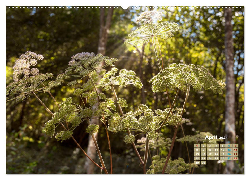 Bovec. Berge - Wälder - Bäche (CALVENDO Premium Wandkalender 2024)