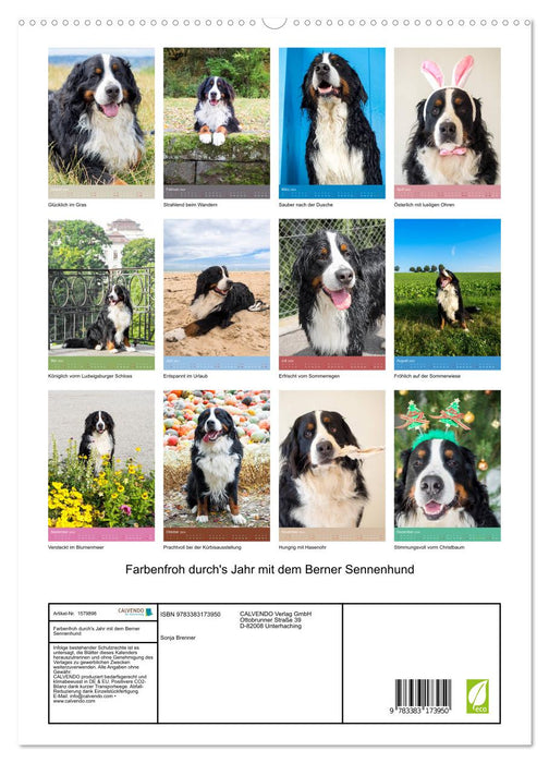 Farbenfroh durch's Jahr mit dem Berner Sennenhund (CALVENDO Premium Wandkalender 2024)