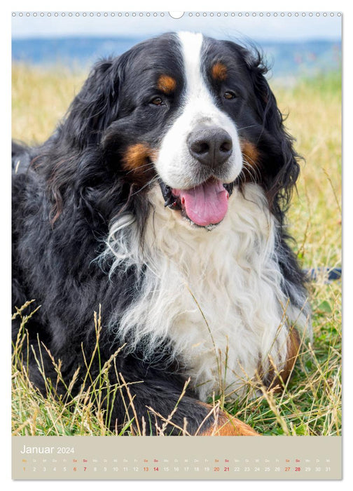 Farbenfroh durch's Jahr mit dem Berner Sennenhund (CALVENDO Premium Wandkalender 2024)