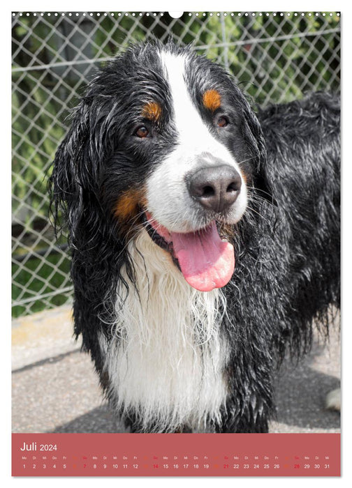 Farbenfroh durch's Jahr mit dem Berner Sennenhund (CALVENDO Premium Wandkalender 2024)