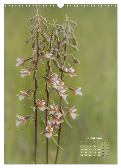 Orchideen in freier Wildbahn (CALVENDO Wandkalender 2024)