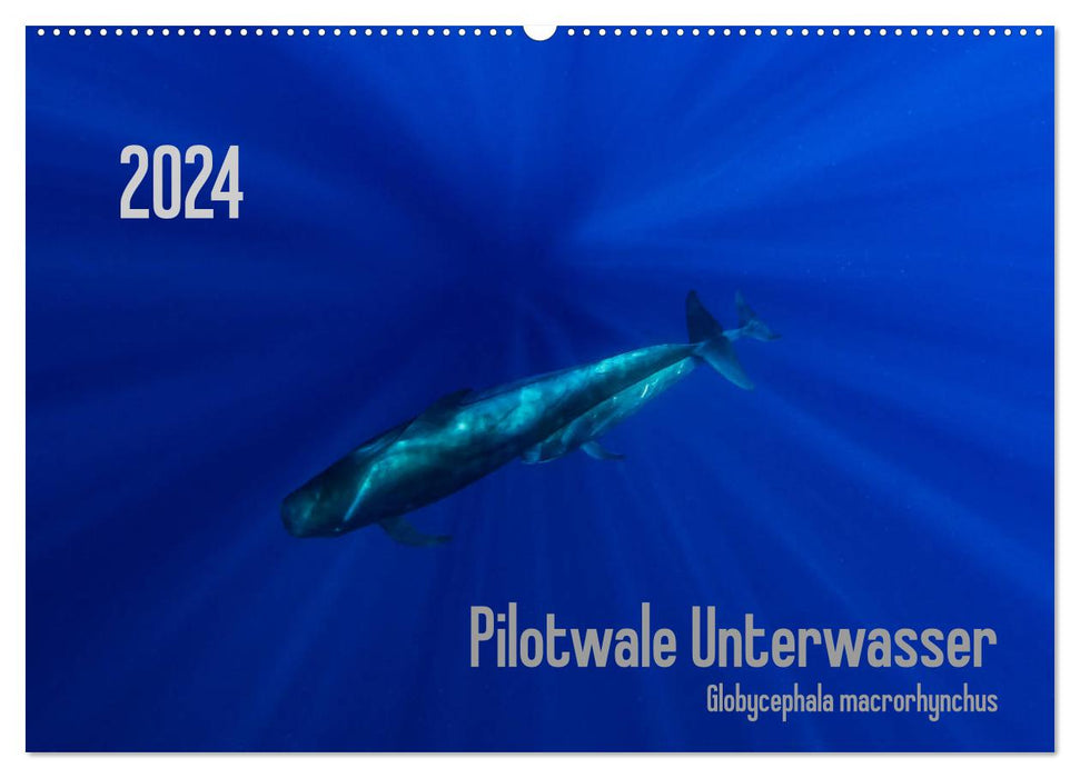 Pilot whales underwater - Globicephala macrorhynchus (CALVENDO wall calendar 2024) 