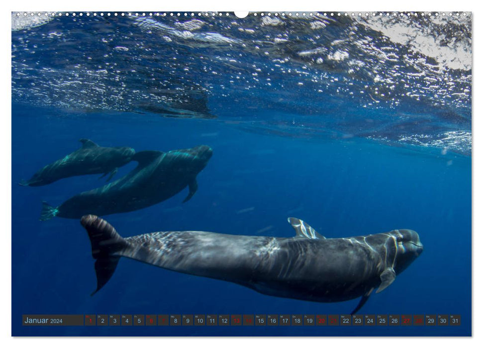 Pilot whales underwater - Globicephala macrorhynchus (CALVENDO wall calendar 2024) 