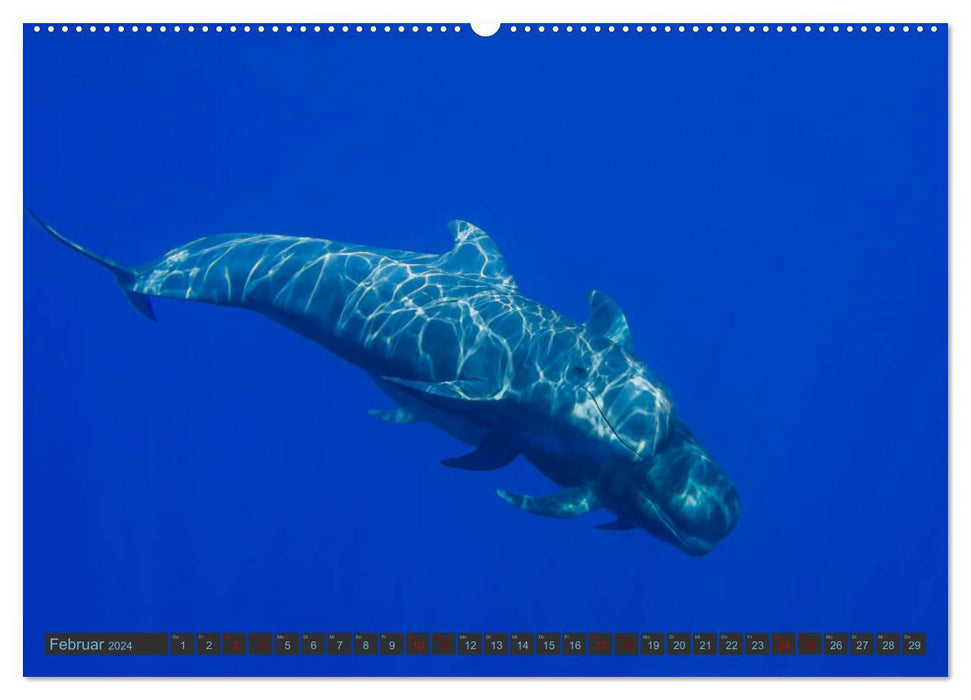 Baleines pilotes sous l'eau - Globicephala macrorhynchus (Calendrier mural CALVENDO 2024) 