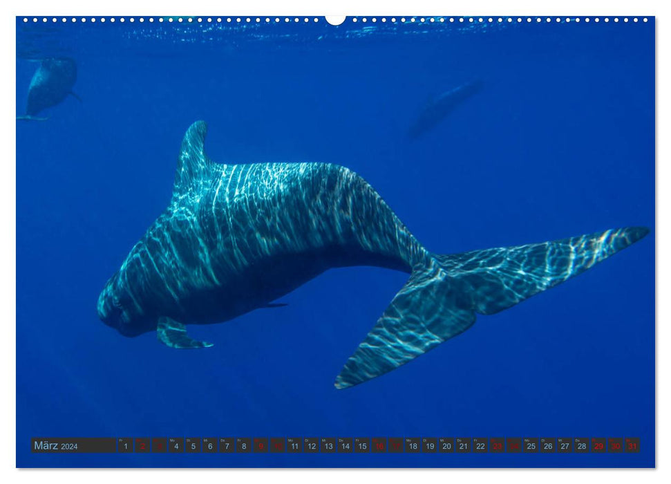 Pilot whales underwater - Globicephala macrorhynchus (CALVENDO wall calendar 2024) 