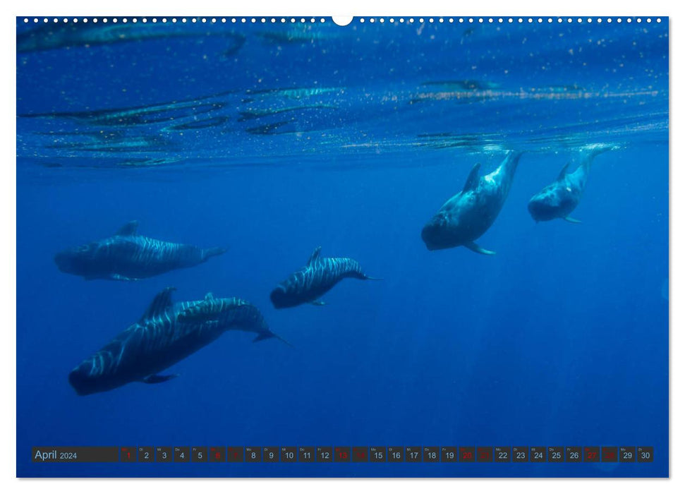 Baleines pilotes sous l'eau - Globicephala macrorhynchus (Calendrier mural CALVENDO 2024) 