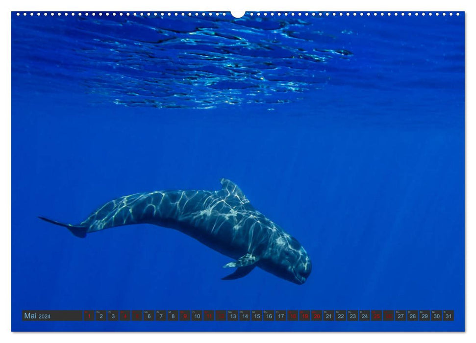 Pilot whales underwater - Globicephala macrorhynchus (CALVENDO wall calendar 2024) 