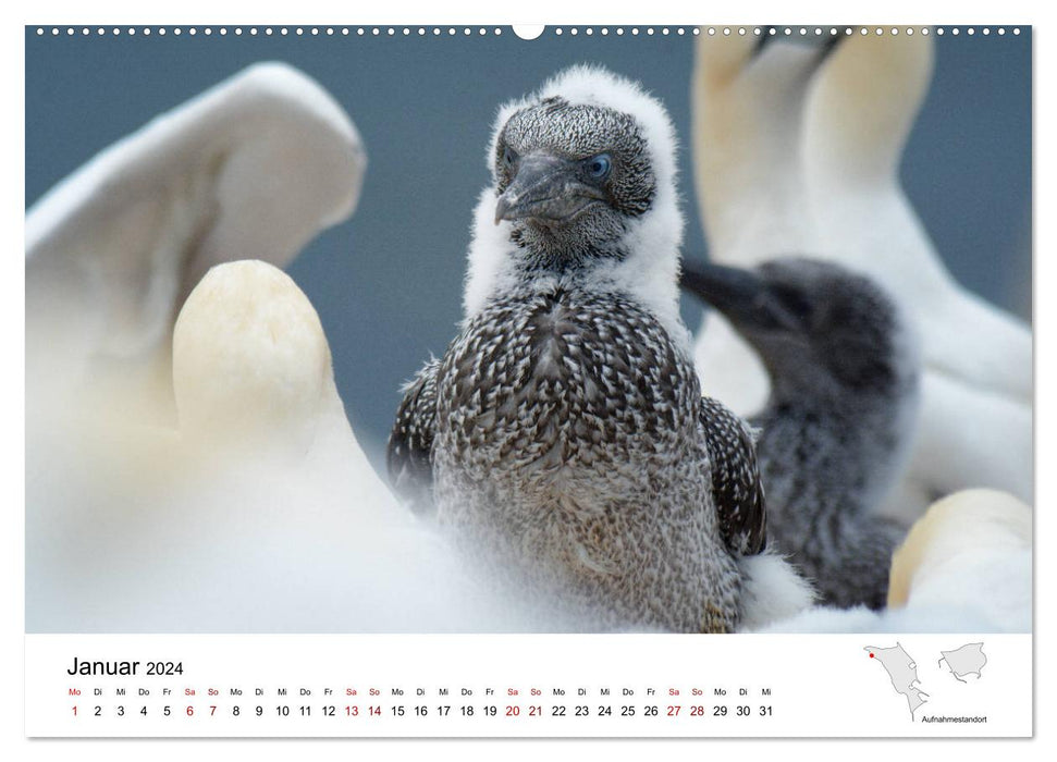 Mitreisekalender 2024 Helgoland (CALVENDO Premium Wandkalender 2024)
