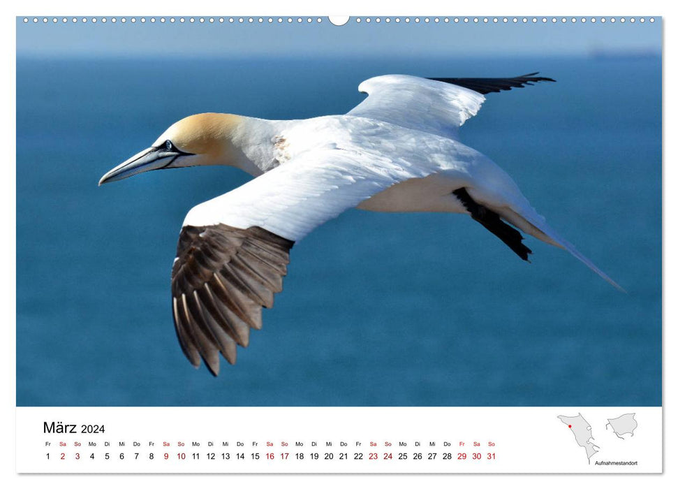 Mitreisekalender 2024 Helgoland (CALVENDO Premium Wandkalender 2024)