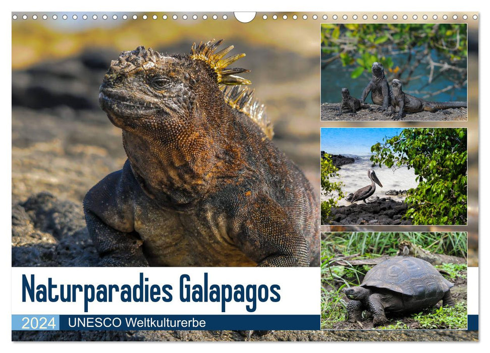 Paradis naturel des Galapagos - Site du patrimoine mondial de l'UNESCO (Calendrier mural CALVENDO 2024) 