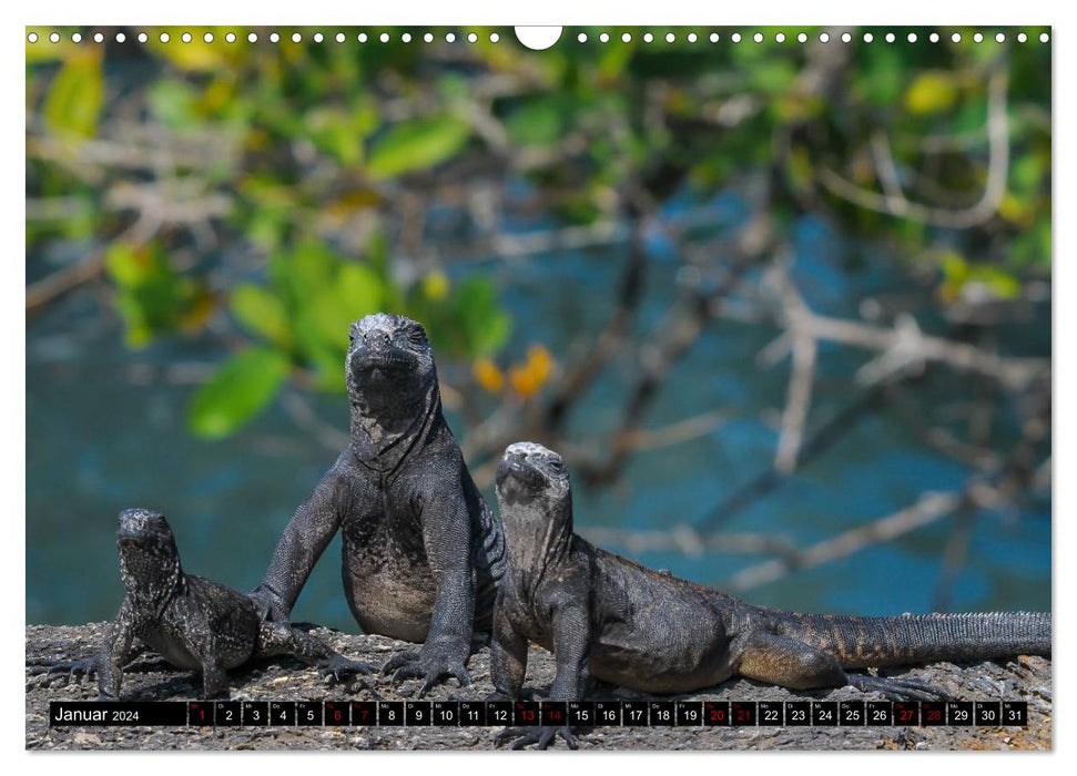 Paradis naturel des Galapagos - Site du patrimoine mondial de l'UNESCO (Calendrier mural CALVENDO 2024) 