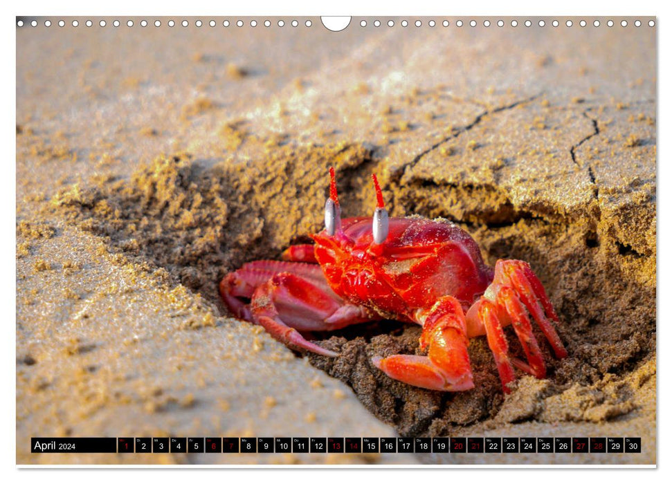 Paradis naturel des Galapagos - Site du patrimoine mondial de l'UNESCO (Calendrier mural CALVENDO 2024) 