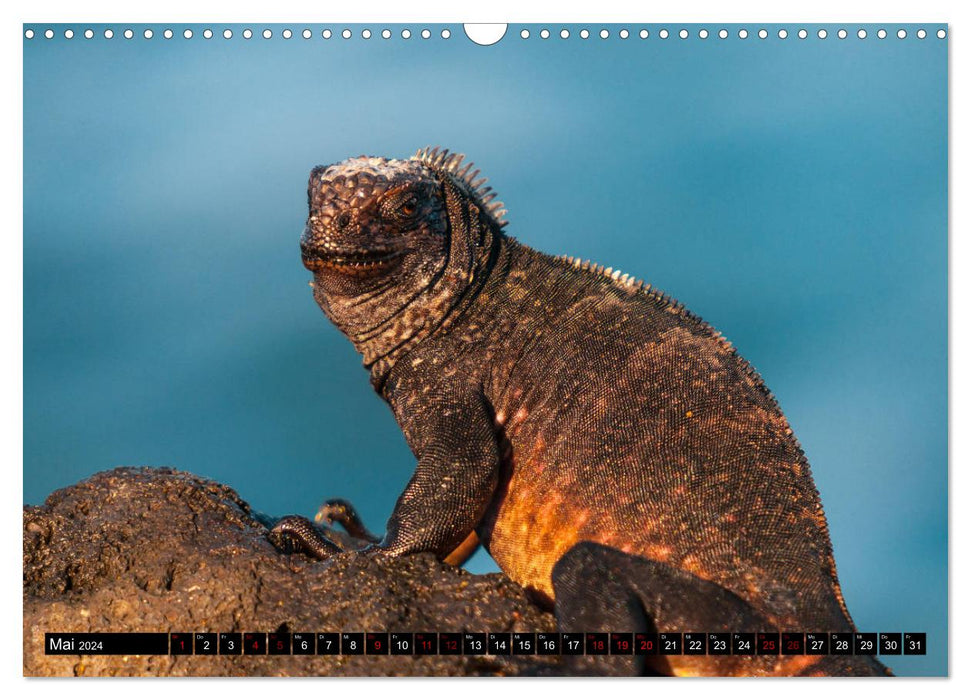 Paradis naturel des Galapagos - Site du patrimoine mondial de l'UNESCO (Calendrier mural CALVENDO 2024) 