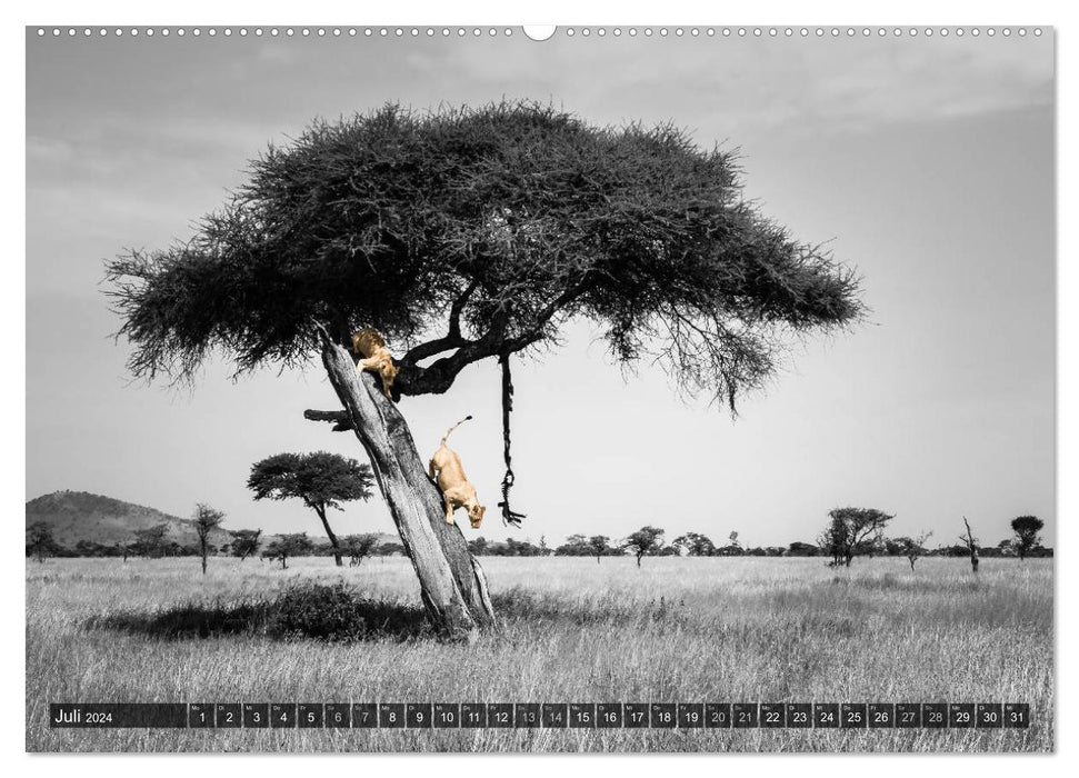 Spotlight Tanzanie (Calvendo Premium Wall Calendar 2024) 