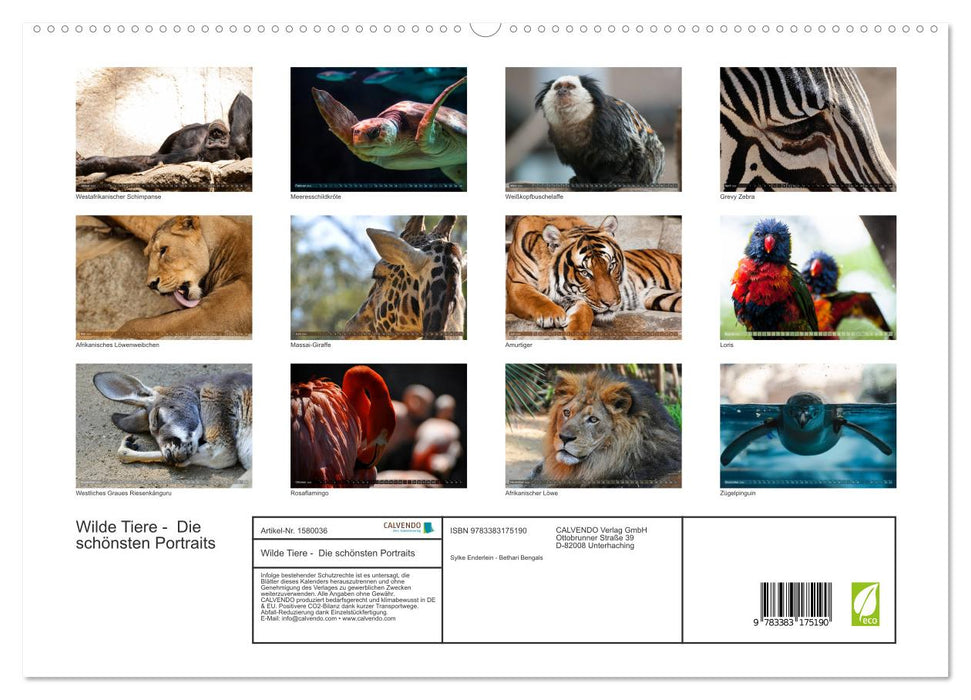 Animaux sauvages – Les plus beaux portraits (Calendrier mural CALVENDO Premium 2024) 