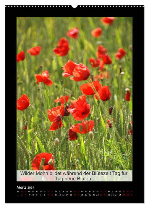 Faits intéressants sur le coquelicot - plante de l'année (Calendrier mural CALVENDO Premium 2024) 