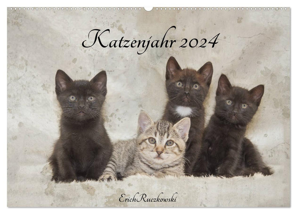 Année du chat 2024 (calendrier mural CALVENDO 2024) 