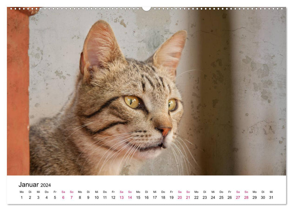 Année du chat 2024 (calendrier mural CALVENDO 2024) 