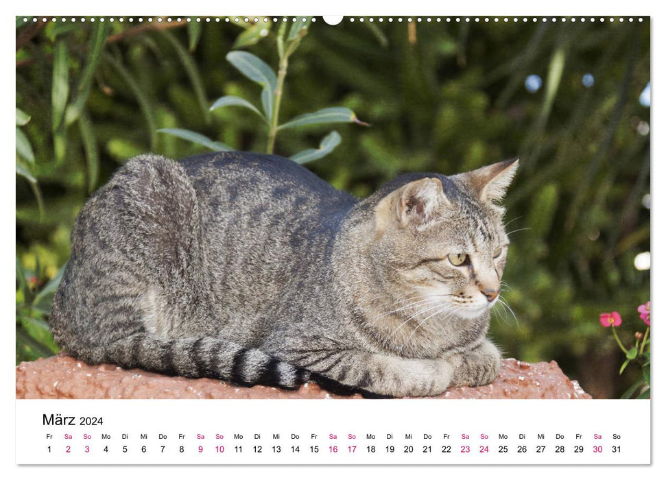 Année du chat 2024 (calendrier mural CALVENDO 2024) 