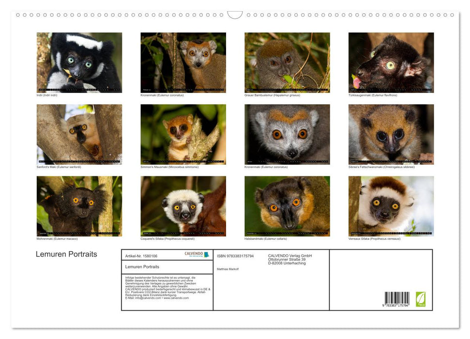 Lemur portraits (CALVENDO wall calendar 2024) 