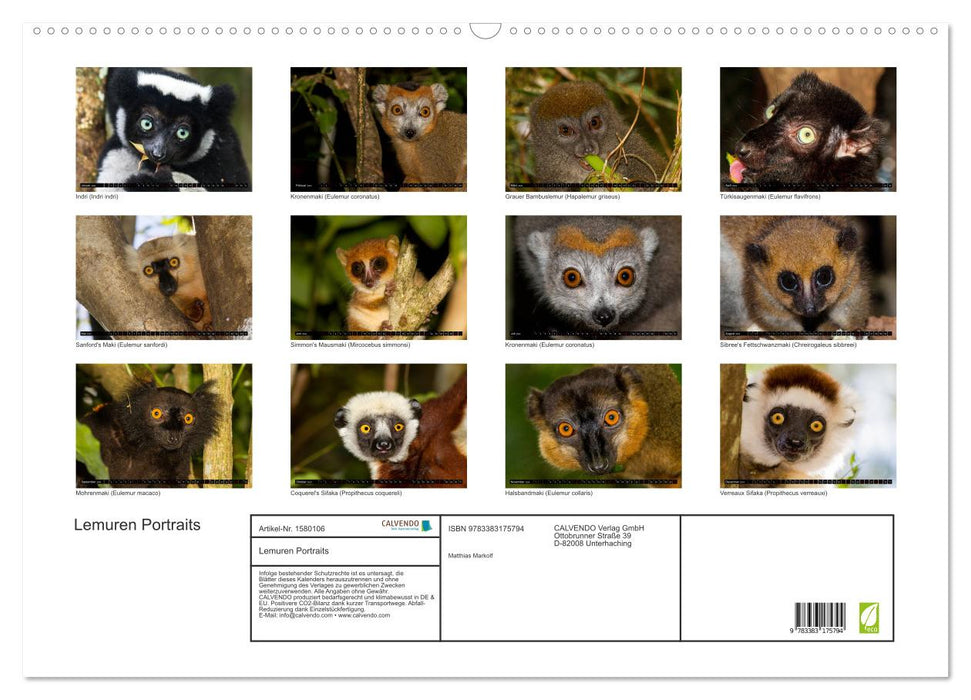 Lemuren Portraits (CALVENDO Wandkalender 2024)
