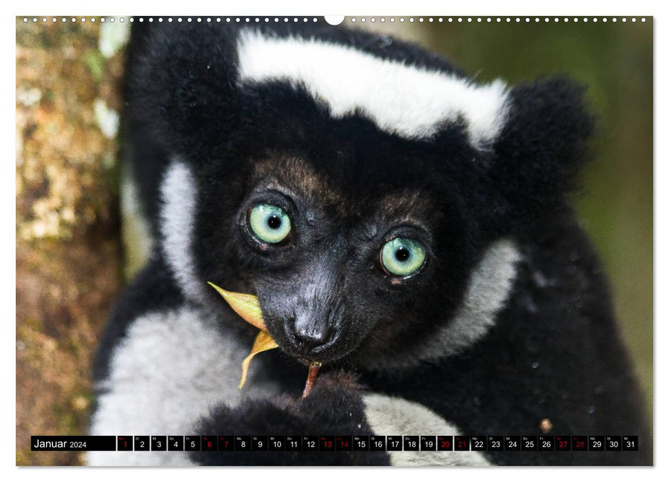 Lemur portraits (CALVENDO wall calendar 2024) 