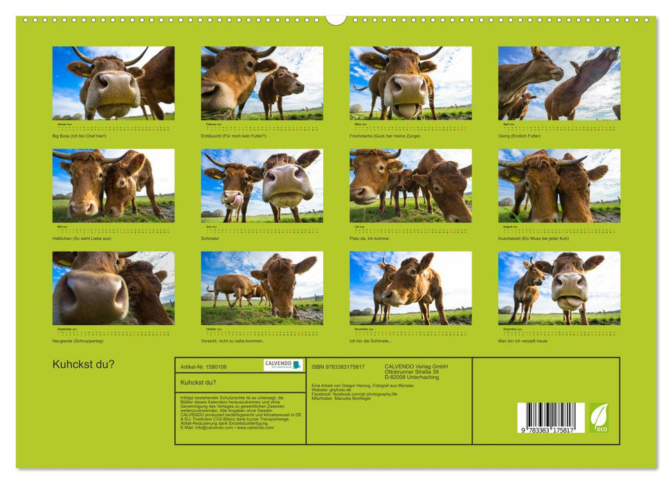 Do you cow? (CALVENDO Premium Wall Calendar 2024) 