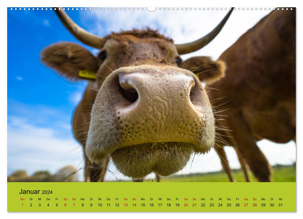 Êtes-vous vache? (Calendrier mural CALVENDO Premium 2024) 