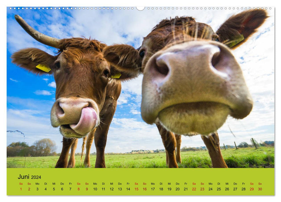 Êtes-vous vache? (Calendrier mural CALVENDO Premium 2024) 