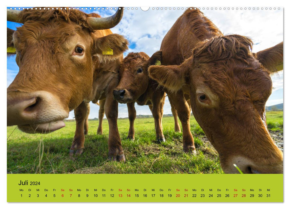 Do you cow? (CALVENDO Premium Wall Calendar 2024) 