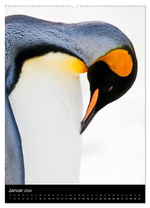 Hello Penguin (Calvendo Premium Calendrier mural 2024) 