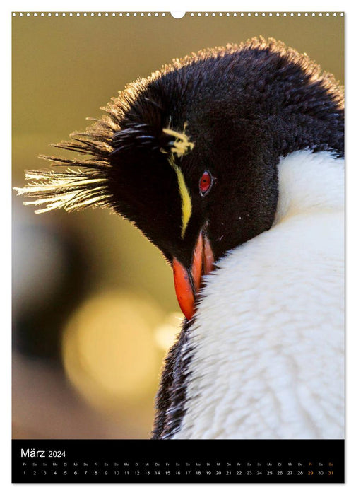 Hallo Pinguin (CALVENDO Premium Wandkalender 2024)
