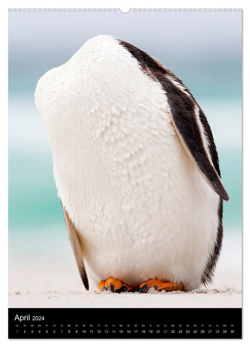 Hallo Pinguin (CALVENDO Premium Wandkalender 2024)