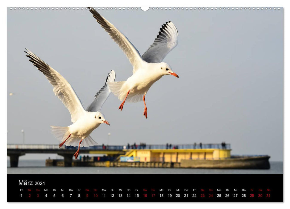 Poland - Travel through our beautiful neighboring country (CALVENDO wall calendar 2024) 