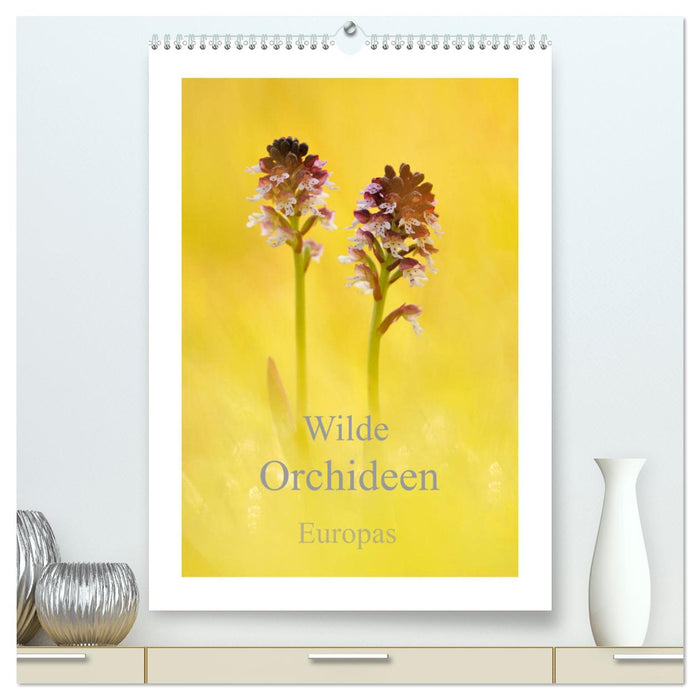 Wilde Orchideen Europas (CALVENDO Premium Wandkalender 2024)