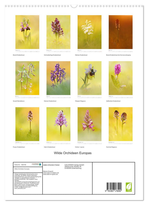 Wild Orchids of Europe (CALVENDO Premium Wall Calendar 2024) 