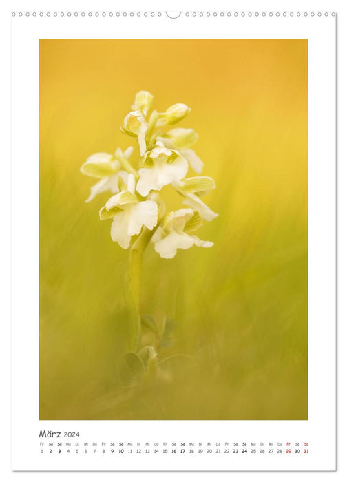 Wilde Orchideen Europas (CALVENDO Premium Wandkalender 2024)