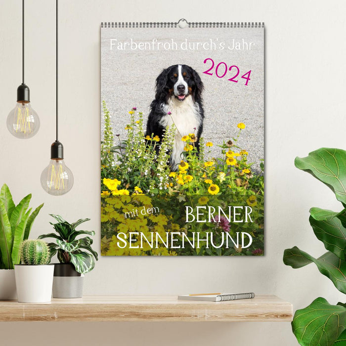 Farbenfroh durch's Jahr mit dem Berner Sennenhund (CALVENDO Wandkalender 2024)