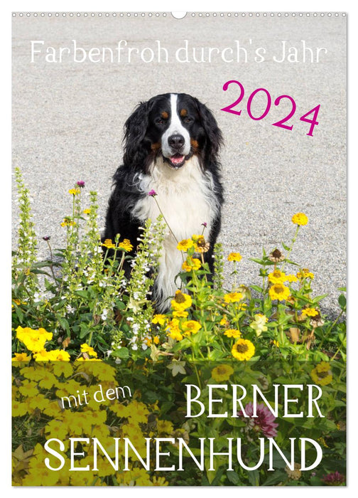 Farbenfroh durch's Jahr mit dem Berner Sennenhund (CALVENDO Wandkalender 2024)