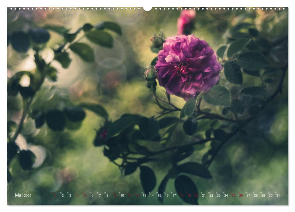 Die Welt der Alten Rosen (CALVENDO Wandkalender 2024)