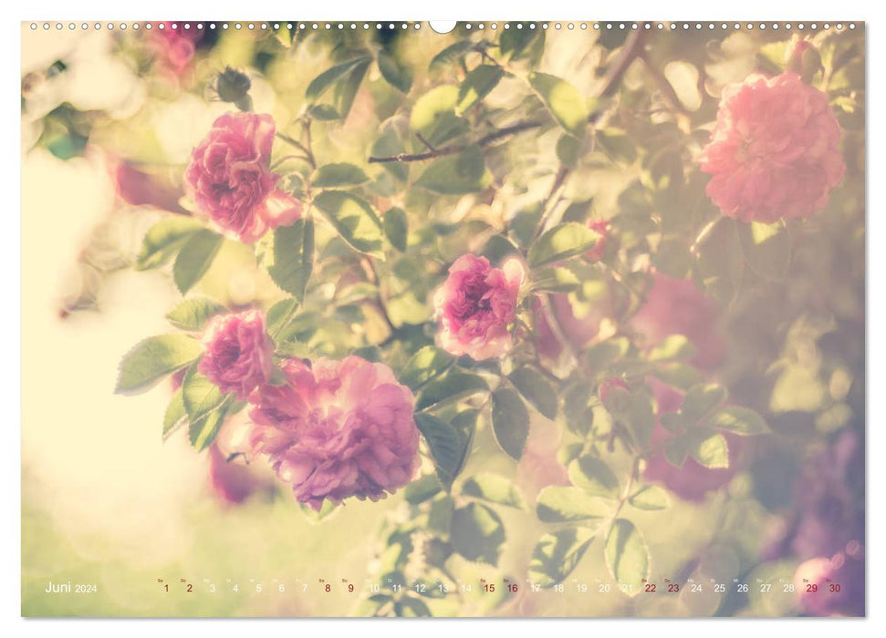 Die Welt der Alten Rosen (CALVENDO Wandkalender 2024)