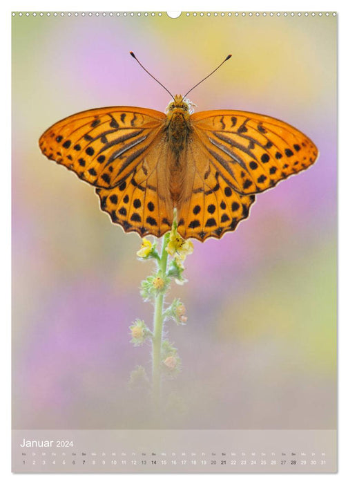 Faszination Schmetterlinge (CALVENDO Premium Wandkalender 2024)