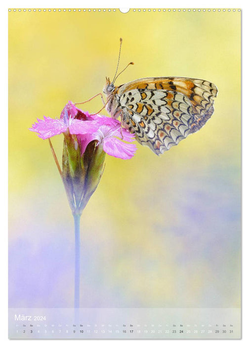 Fascination with Butterflies (CALVENDO Premium Wall Calendar 2024) 